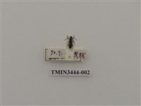 藏品(吉良氏螢天牛)的圖片